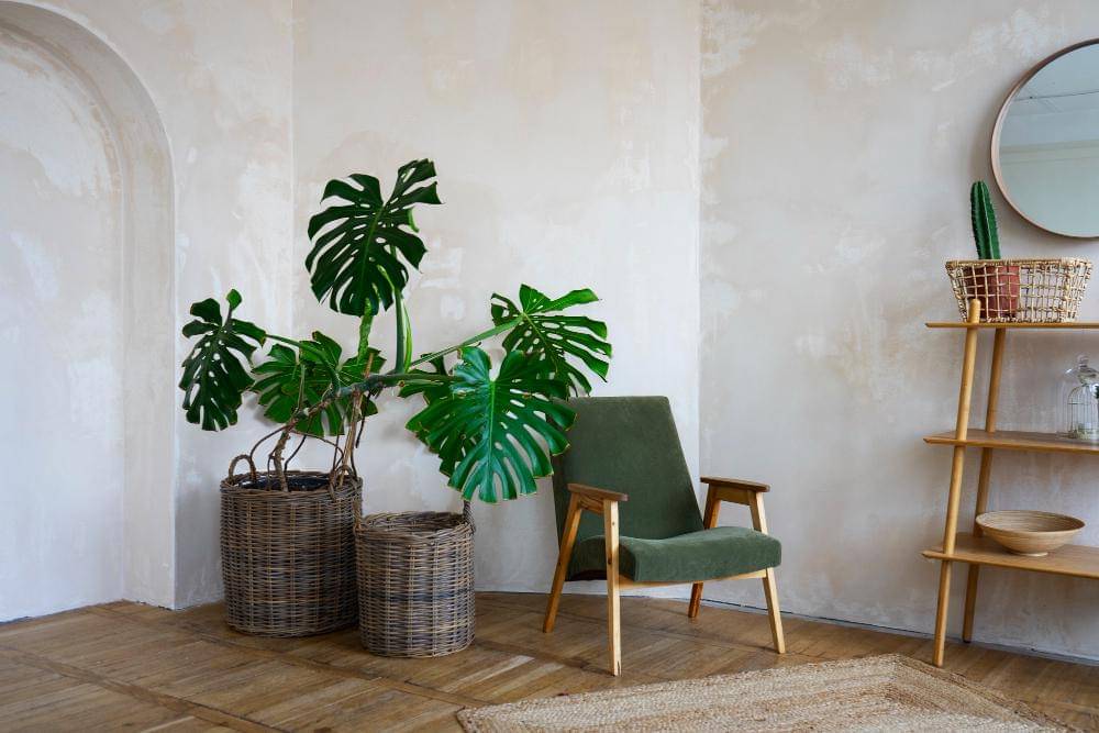 ilustrasi monstera