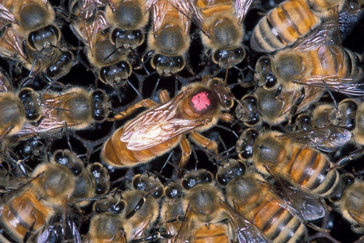 Ratu lebah di antara lebah pekerja