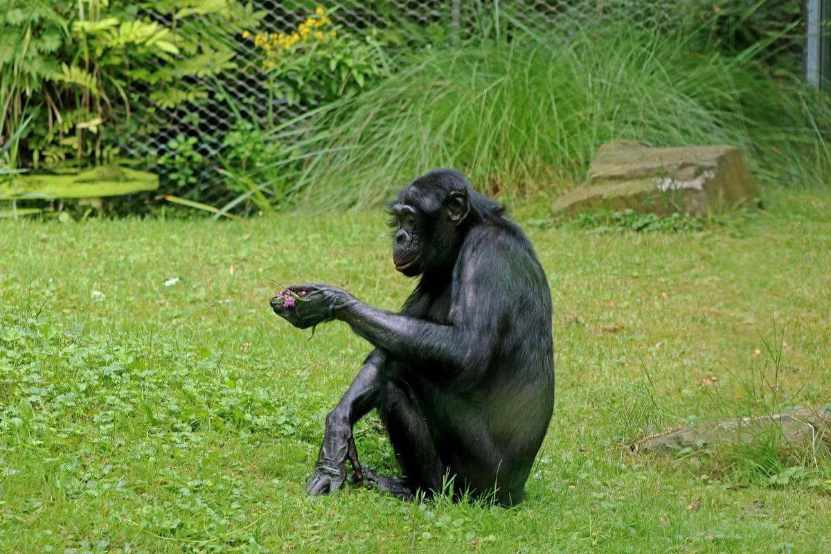 Kera bonobo
