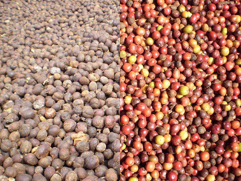 ilustrasi biji kopi robusta