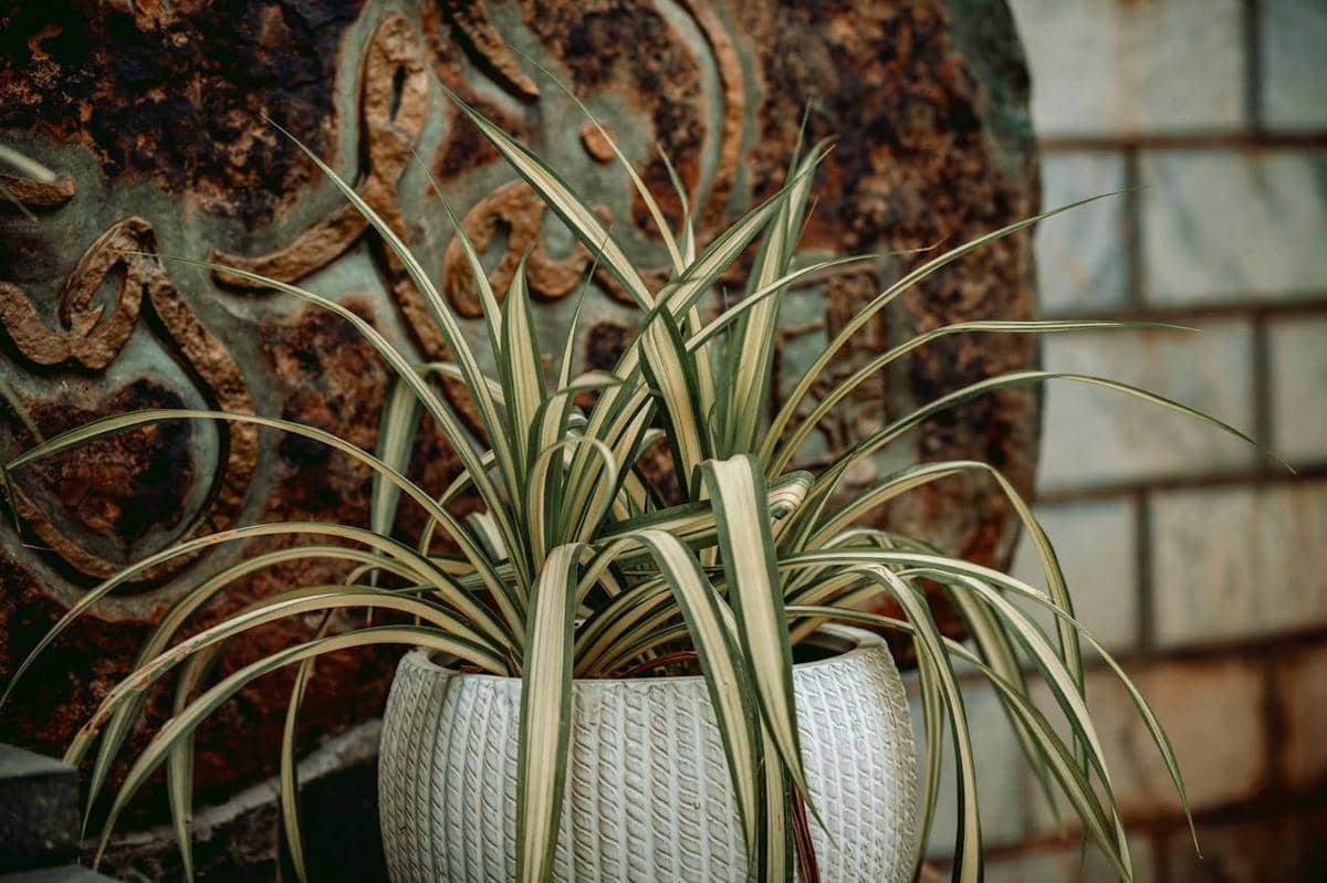ilustrasi spider plant