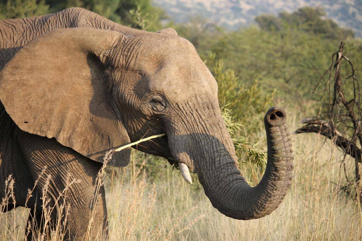 ilustrasi gajah