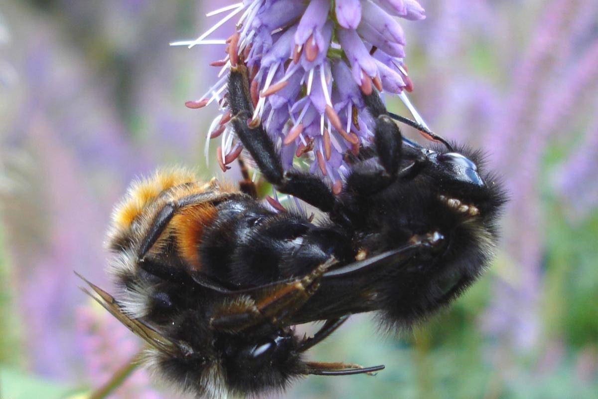 Ratu lebah dan lebah jantan melakukan perkawinan udara