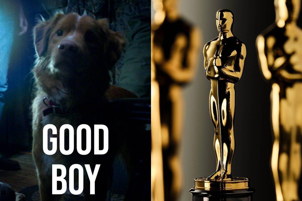 Indy Good Boy Minta Nominasi Oscar untuk Hewan.jpg