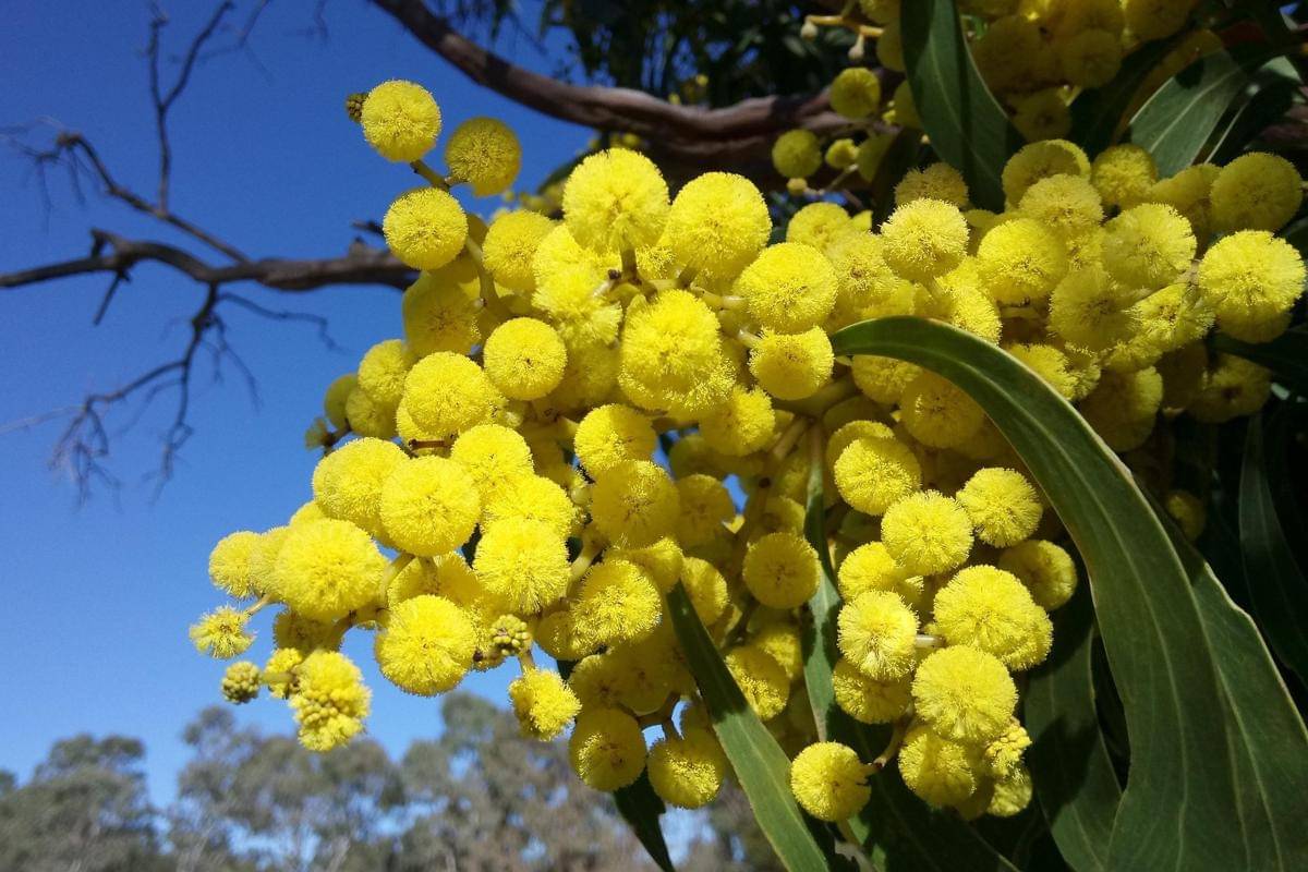 Golden wattle