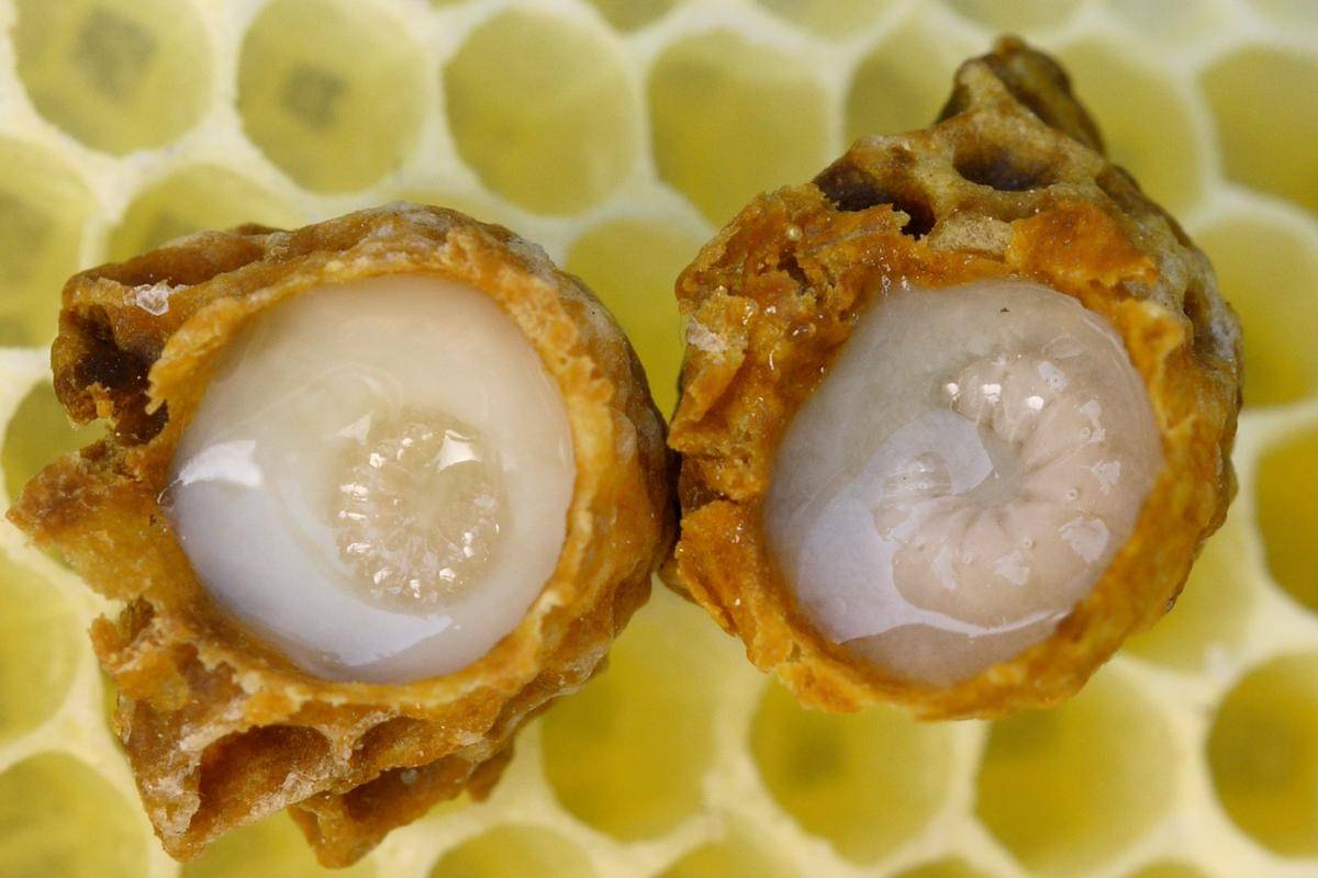 Sel ratu lebah di dalam sarang, di sinilah larva calon ratu tumbuh dengan asupan royal jelly yang melimpah