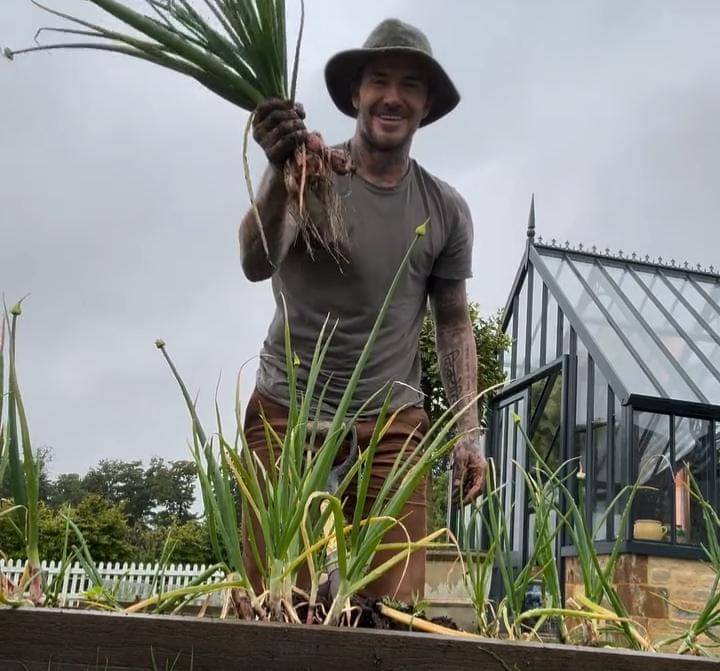 potret David Bechkam berkebun