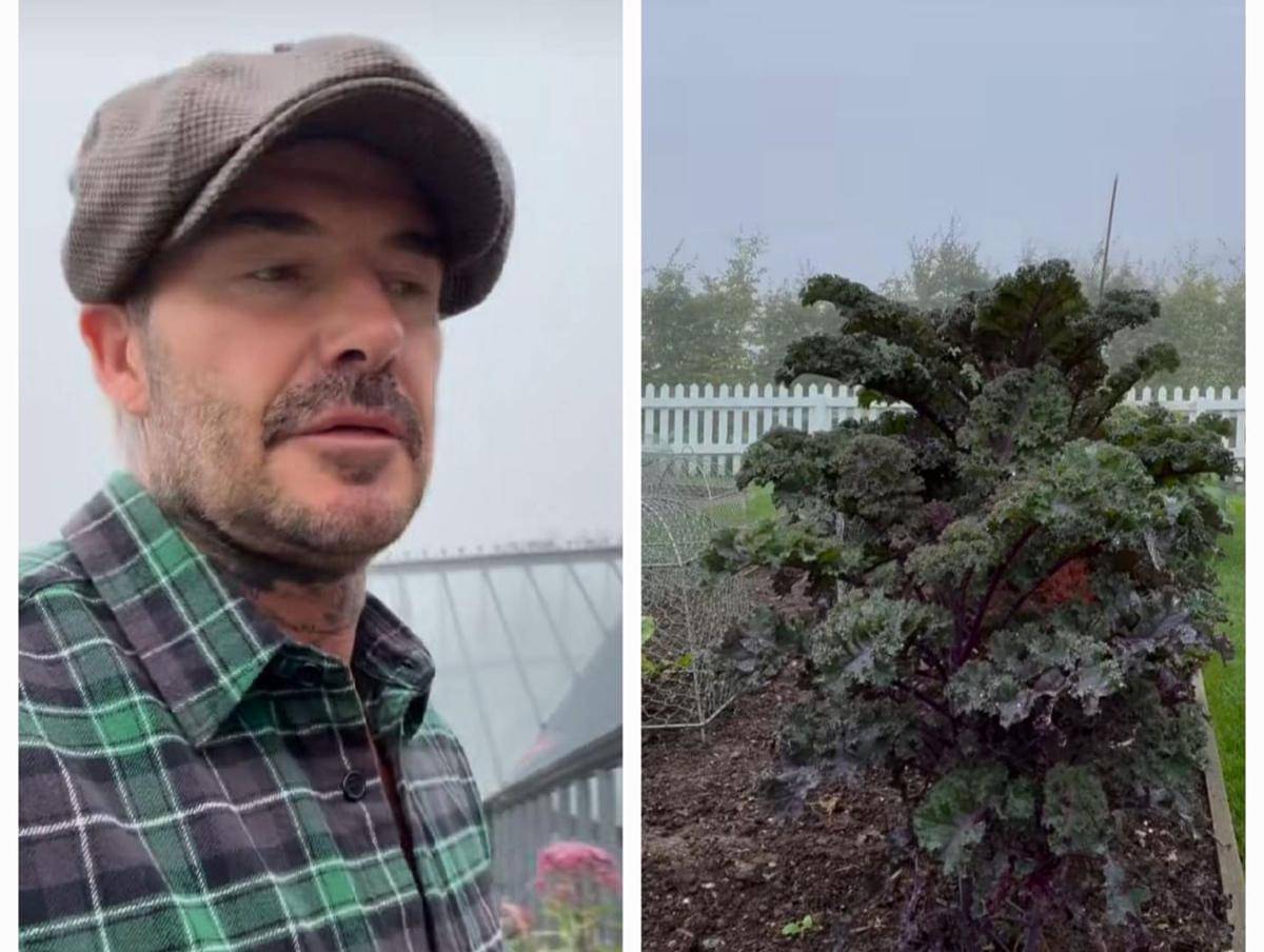 potret David Bechkam berkebun