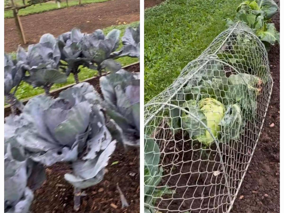 potret David Bechkam berkebun