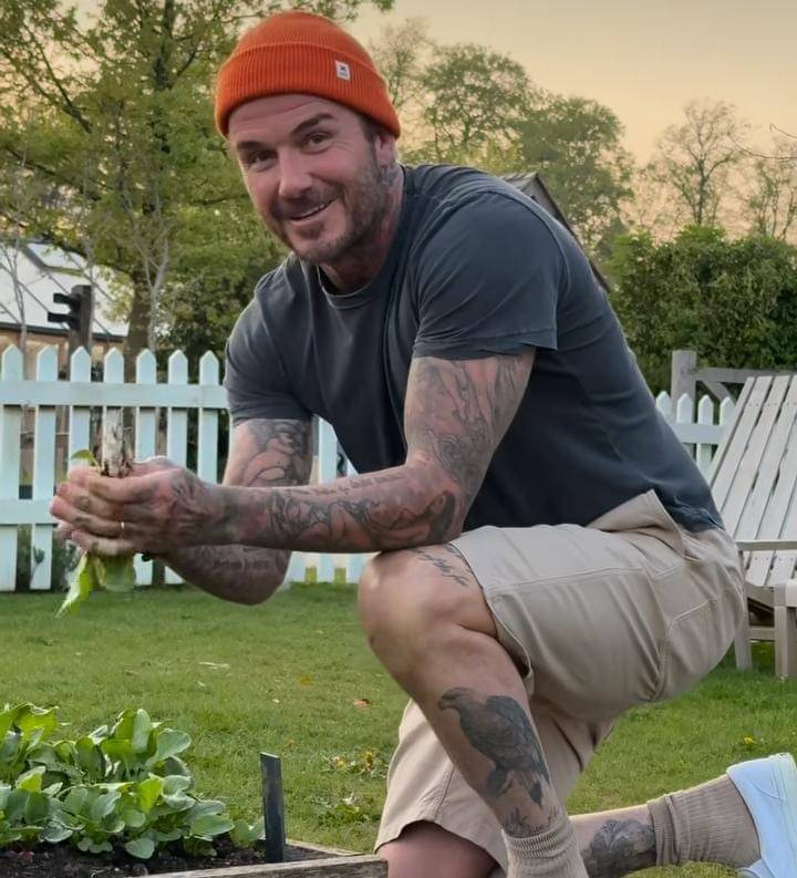 potret David Bechkam berkebun