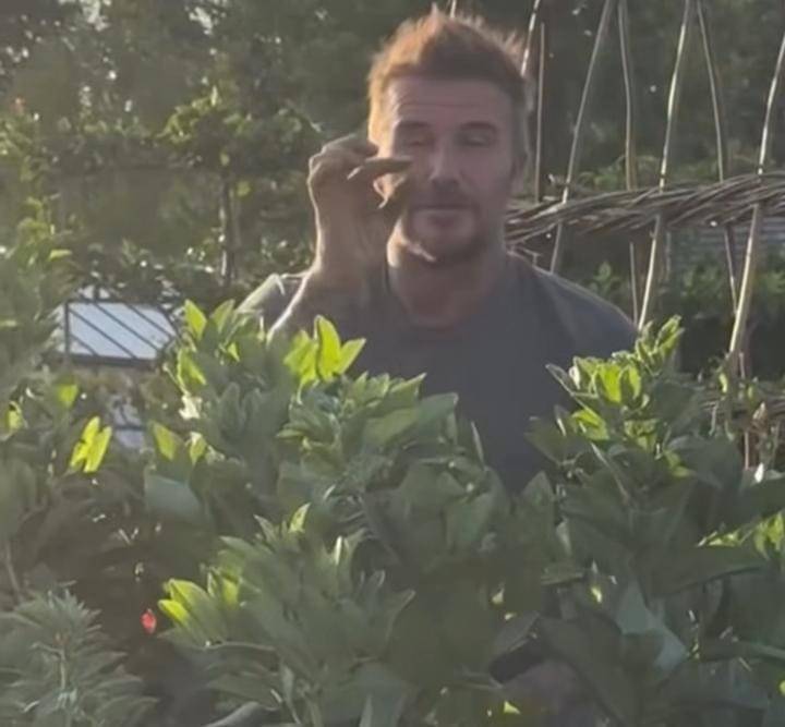 potret David Bechkam berkebun