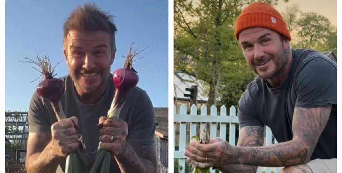 potret David Bechkam berkebun