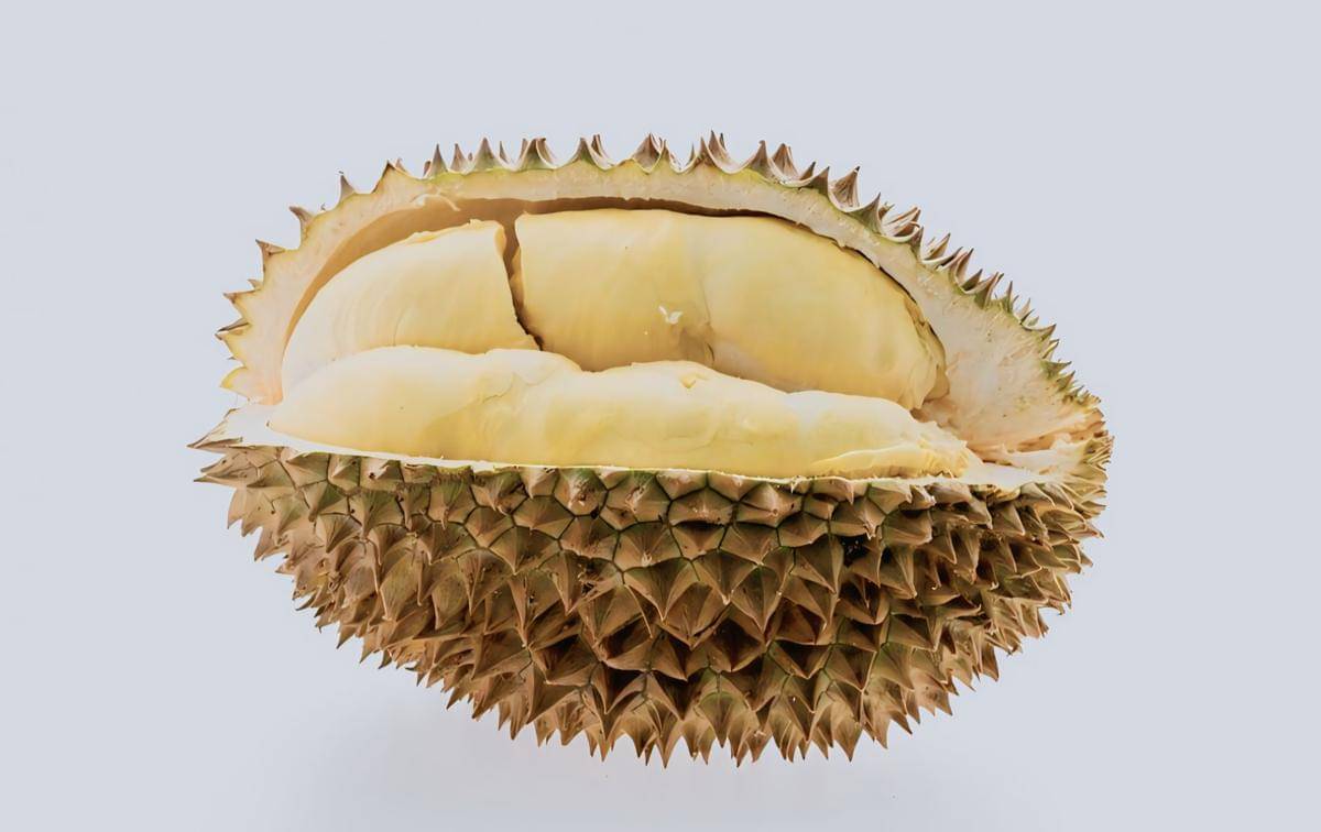 ilustrasi durian