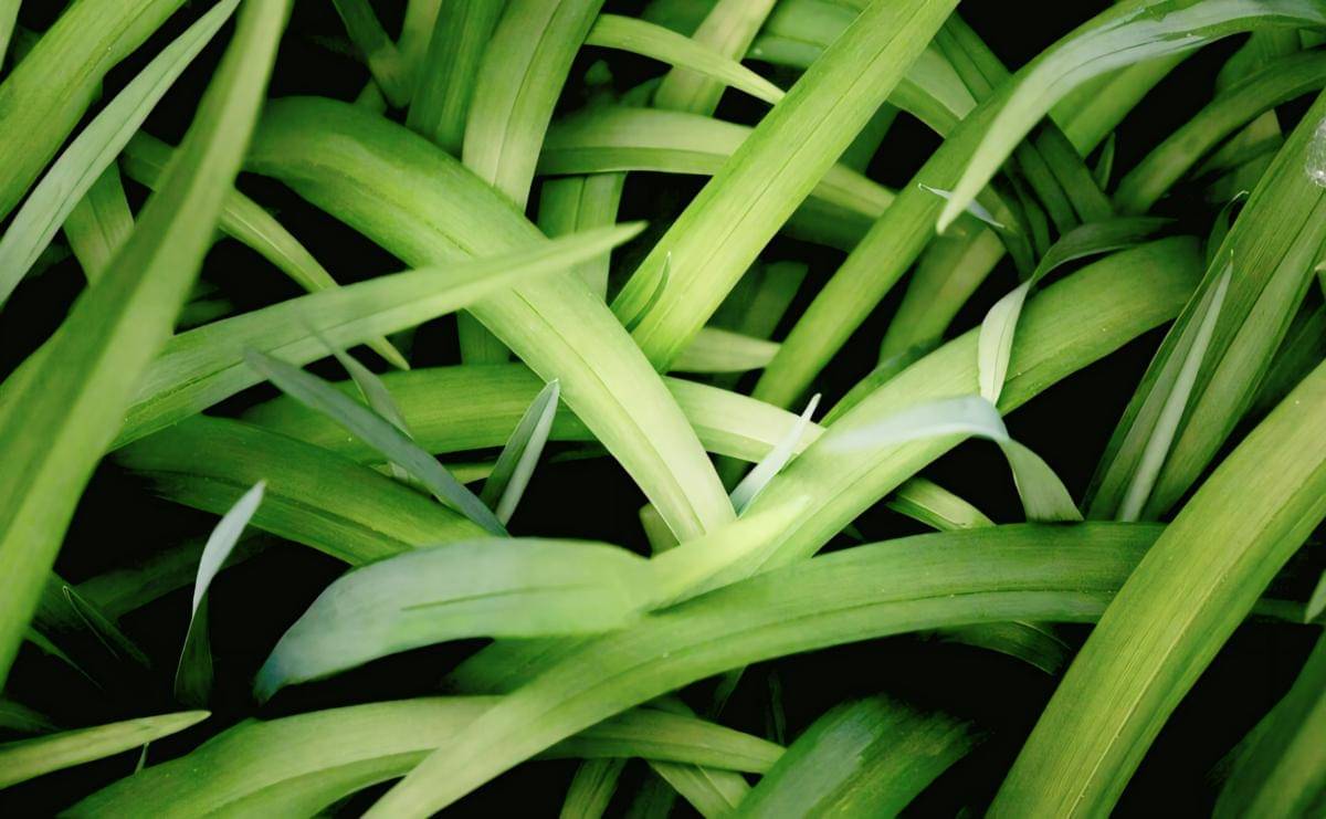 ilustrasi daun pandan