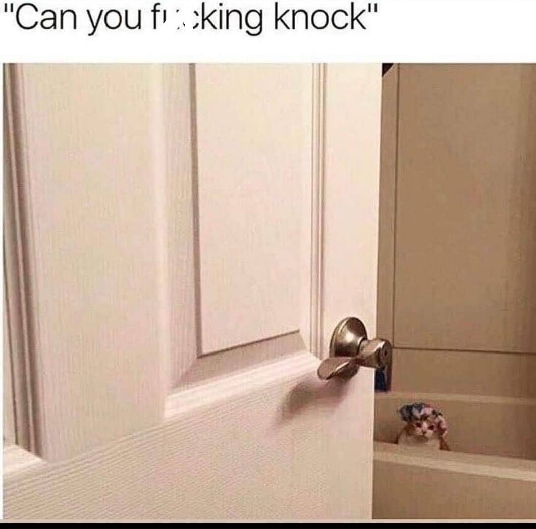 meme kucing dan mandi