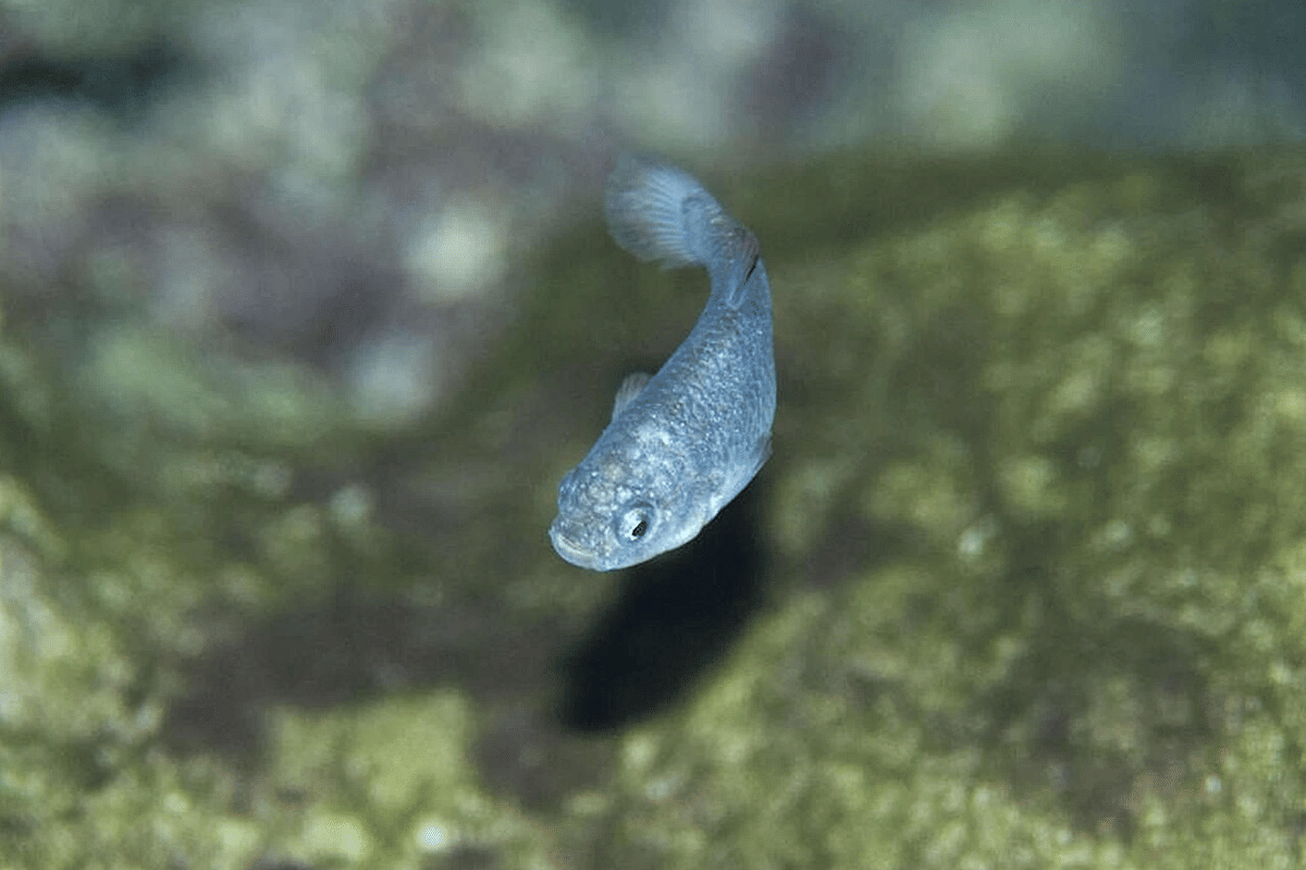 devils hole pupfish