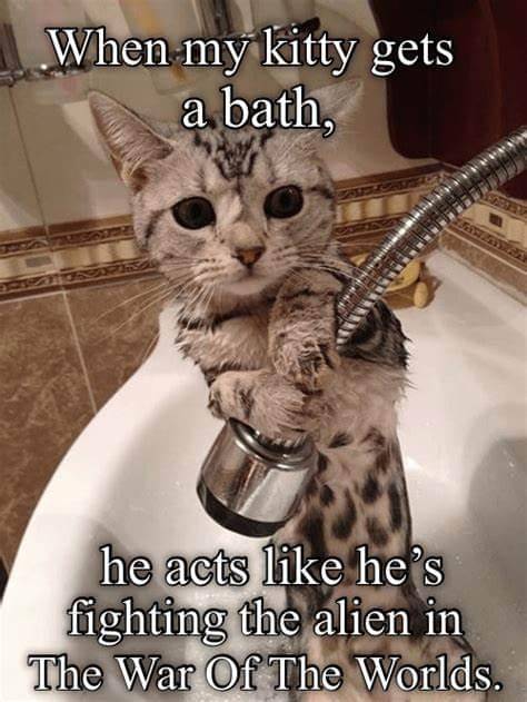 meme kucing dan mandi