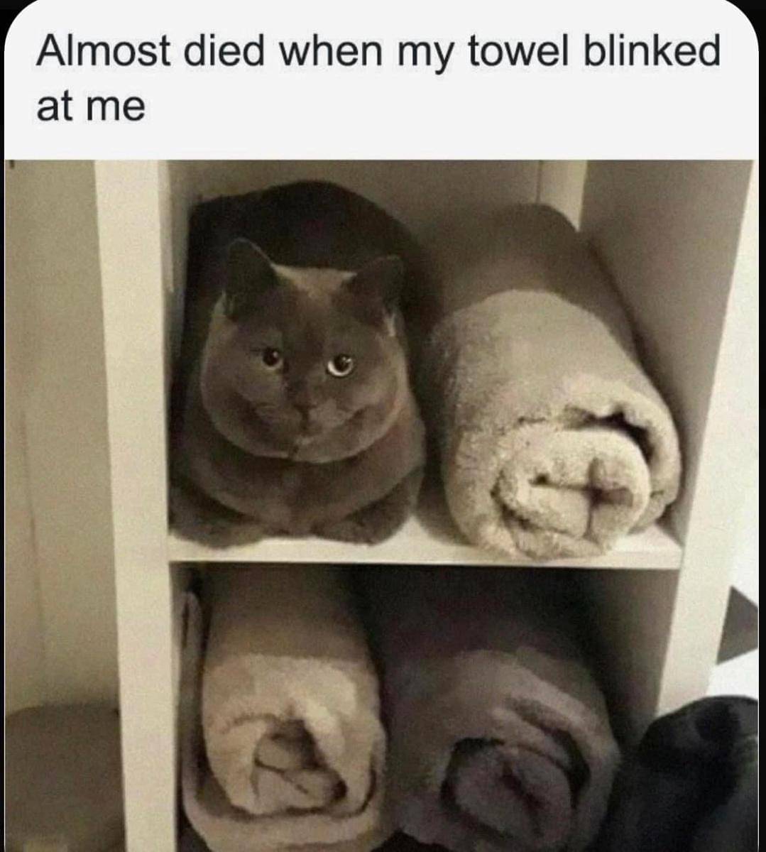 meme kucing dan mandi