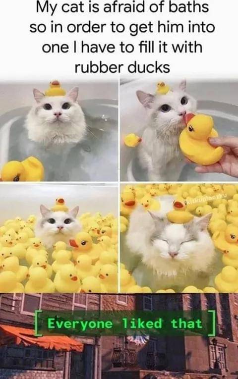 meme kucing dan mandi