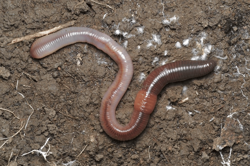 5 Fakta Cacing Nightcrawler, Punya Banyak Jantung