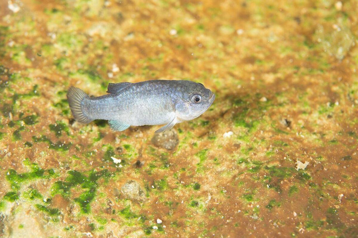 devils hole pupfish