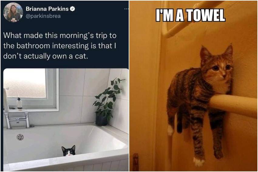 kolase meme kucing dan mandi