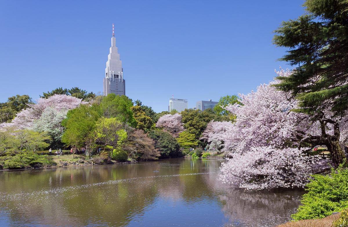 potret Shinjuku Gyoen National Garden