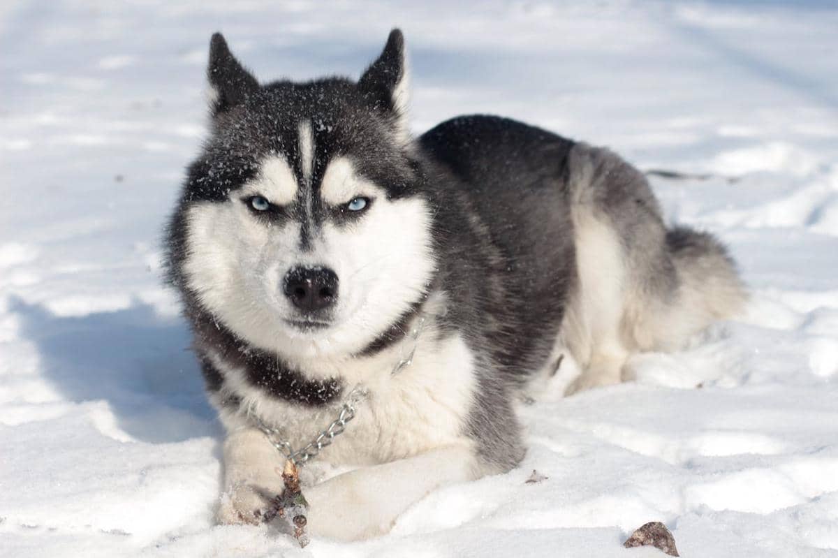 Siberian Husky memiliki warna hidung yang sesuai dengan warna bulunya