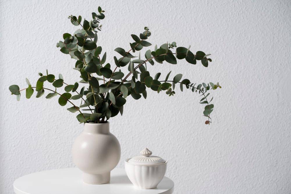 ilustrasi eucalyptus