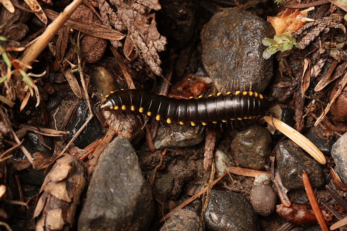 kaki seribu tutul kuning