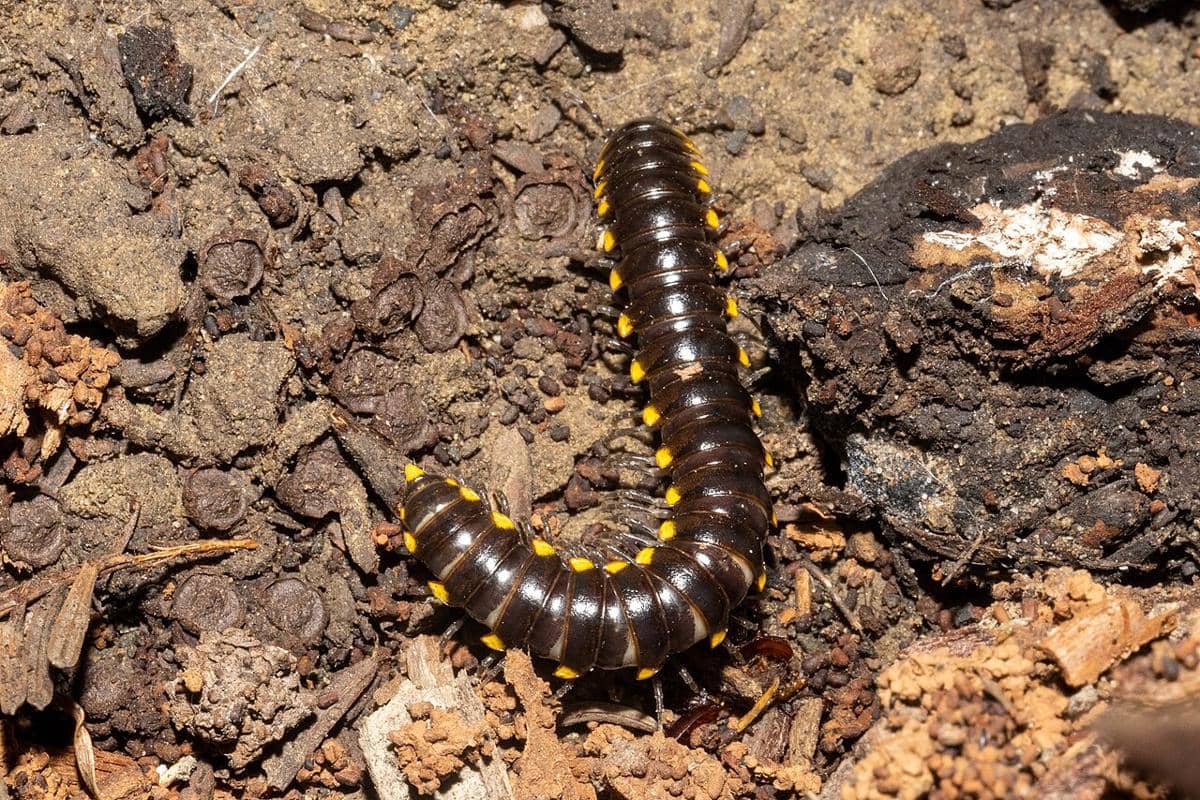 kaki seribu tutul kuning