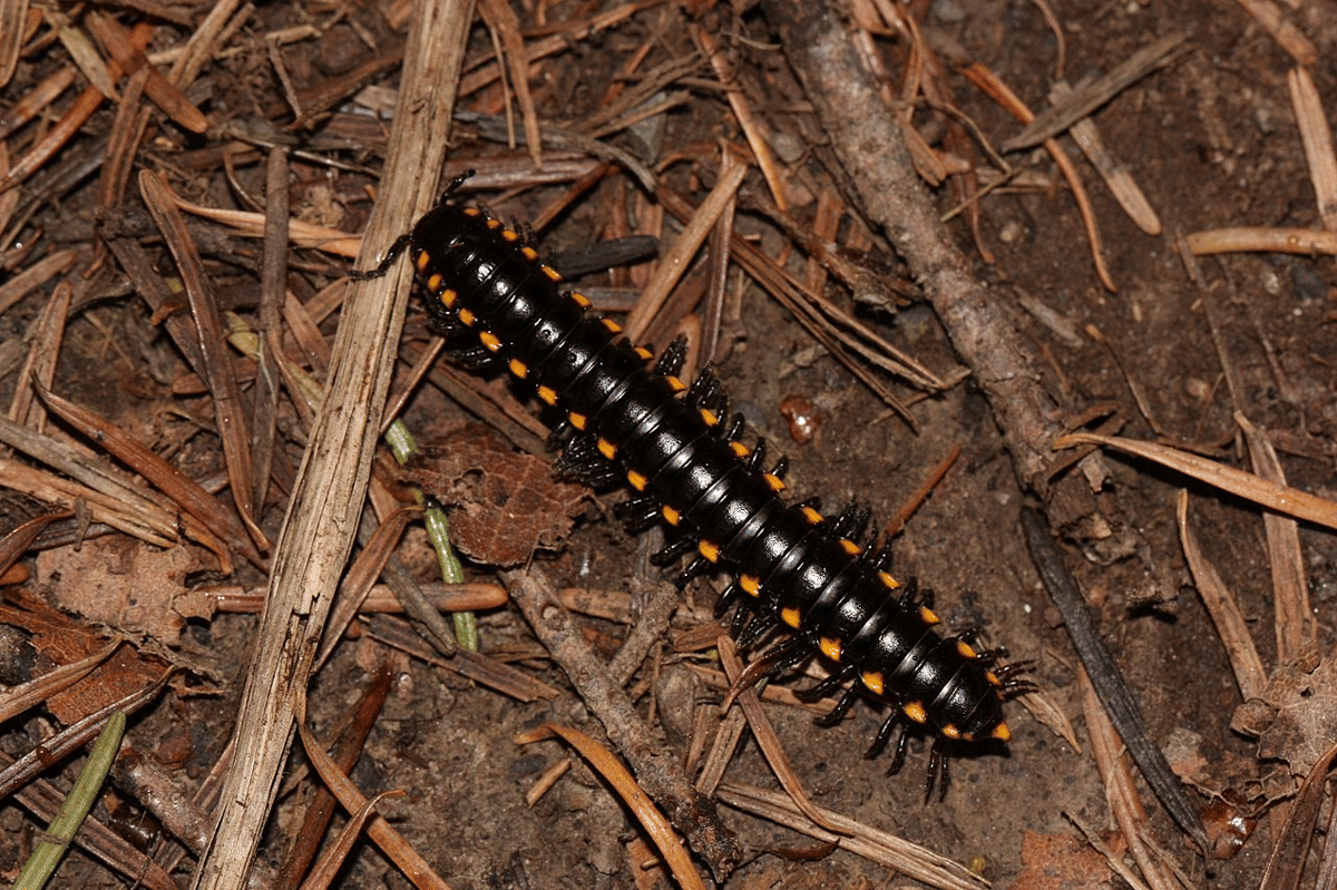 kaki seribu tutul kuning