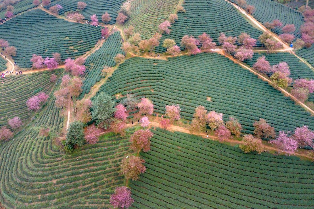 ilustrasi Sa Pa Vietnam