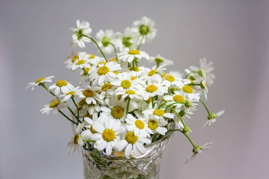 ilustrasi chamomile