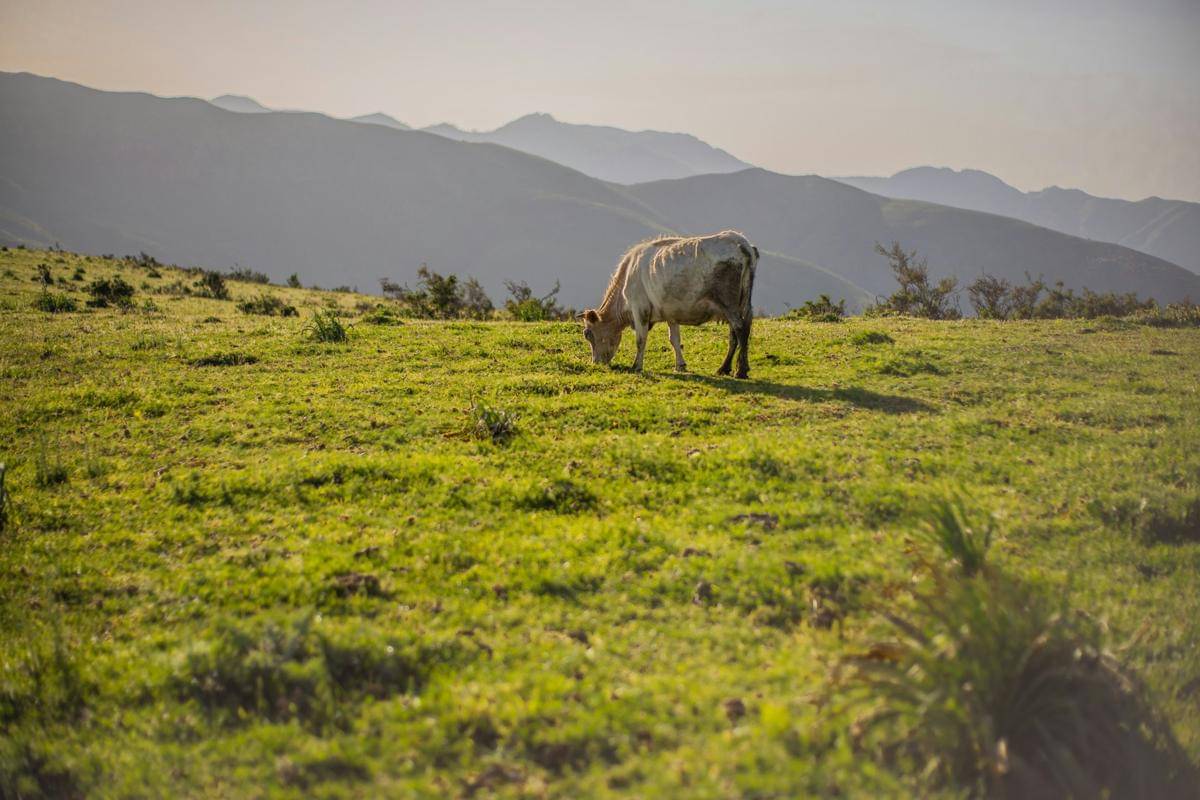 ilustrasi sapi yang sedang memakan rumput