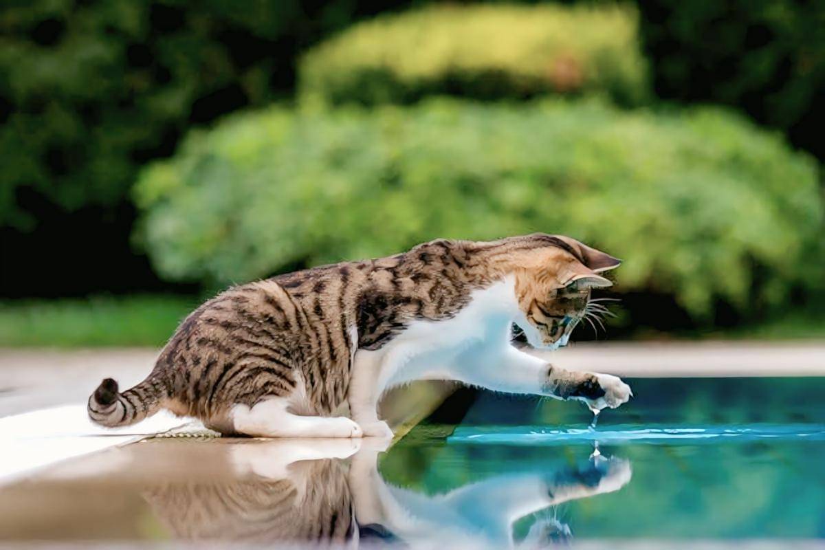 ilustrasi kucing bermain dengan pantulan dirinya di air