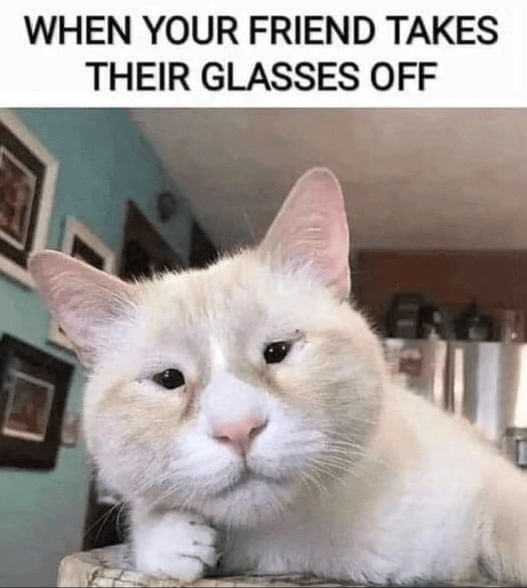 meme kucing tentang kacamata