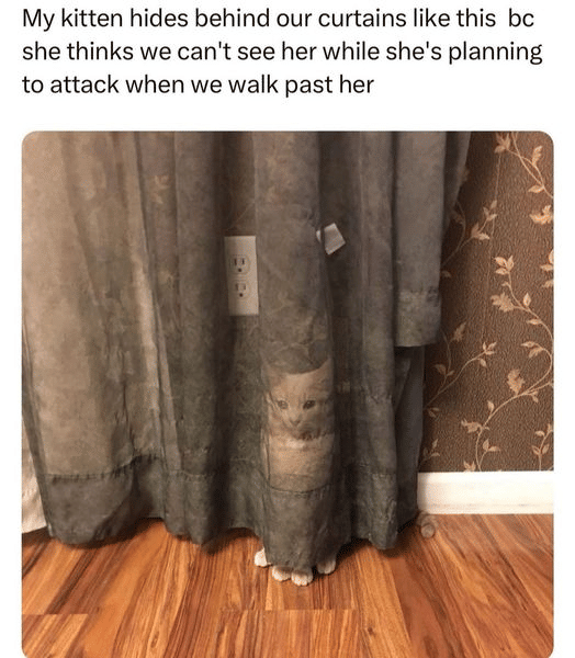 meme kucing sembunyi