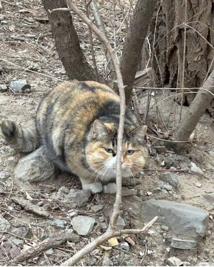 meme kucing sembunyi