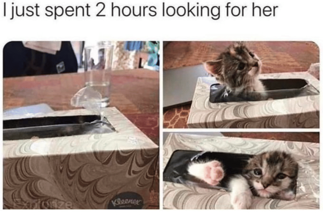 meme kucing sembunyi