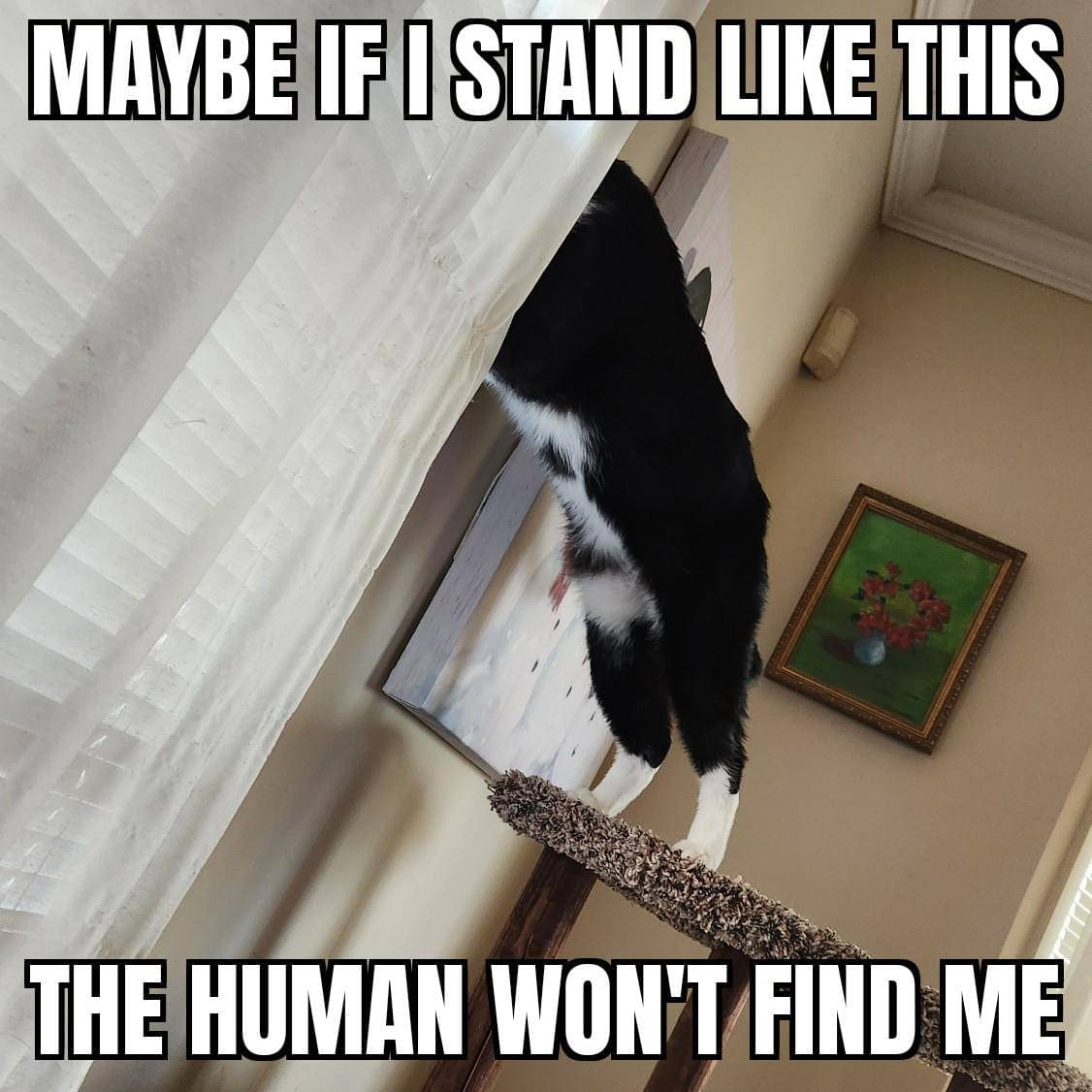 meme kucing sembunyi