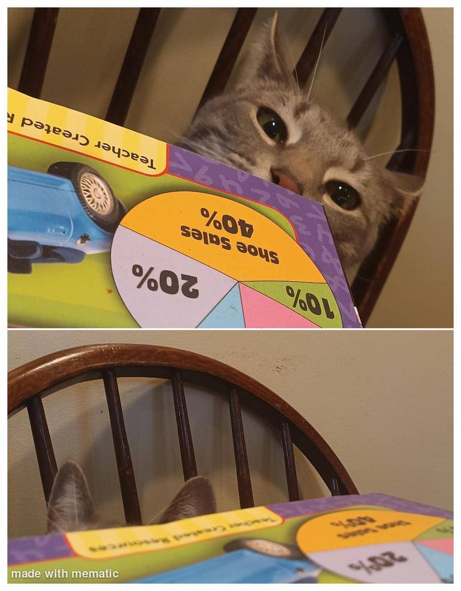 meme kucing tentang matematika