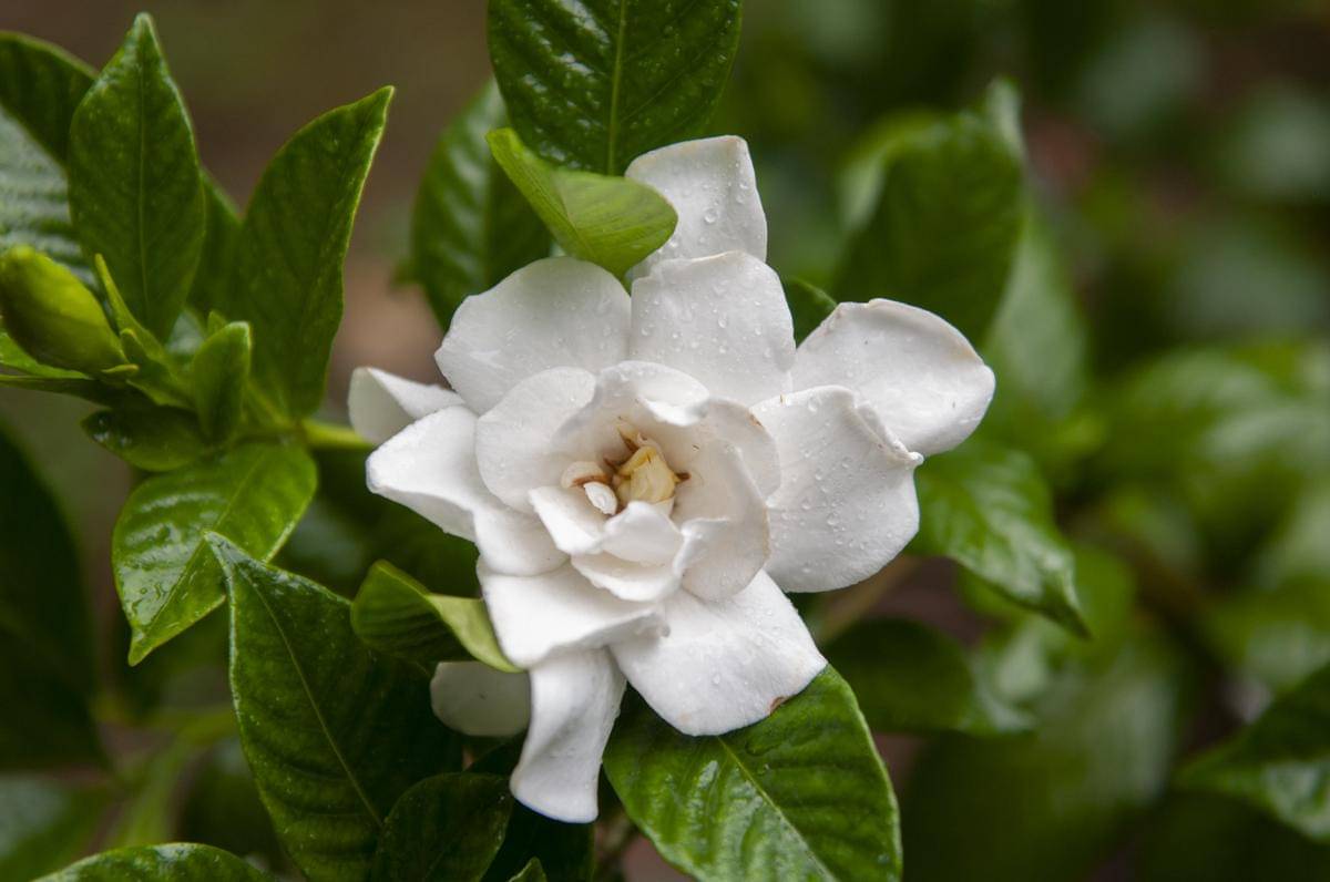 Gardenia