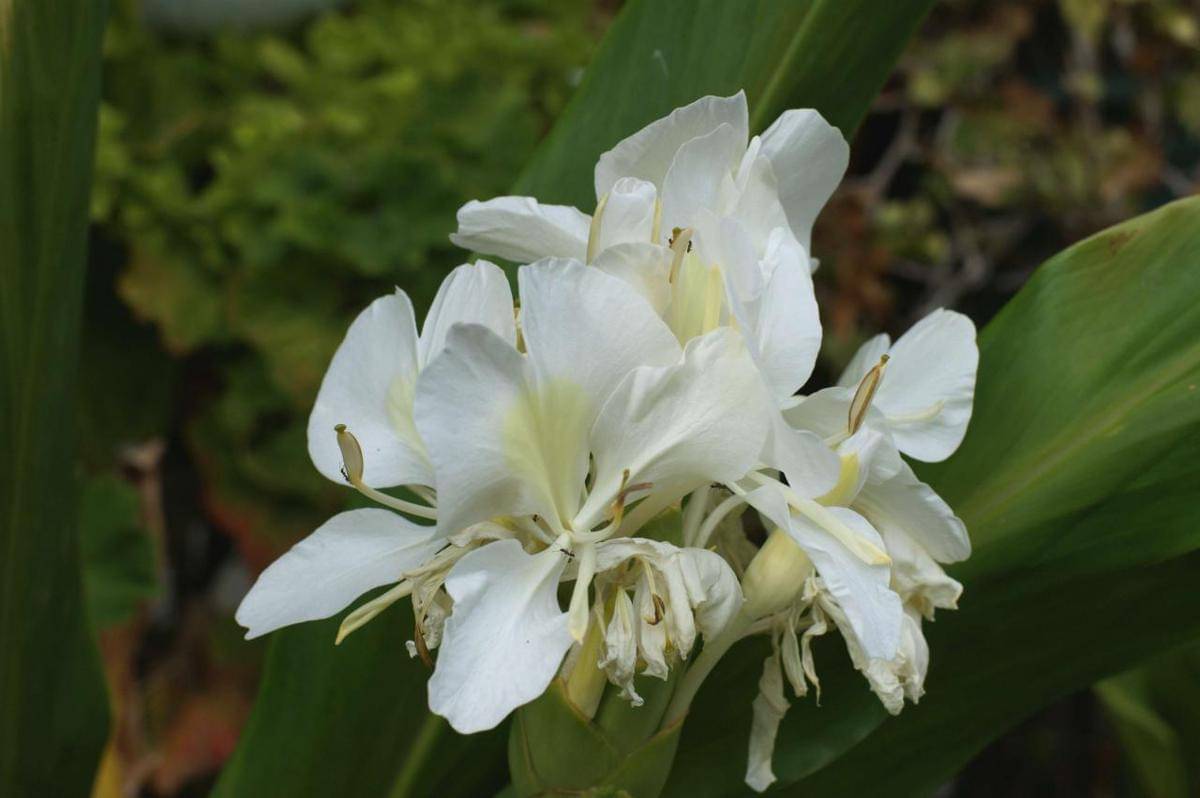 White ginger lily