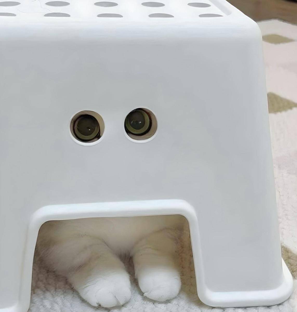 meme kucing sembunyi