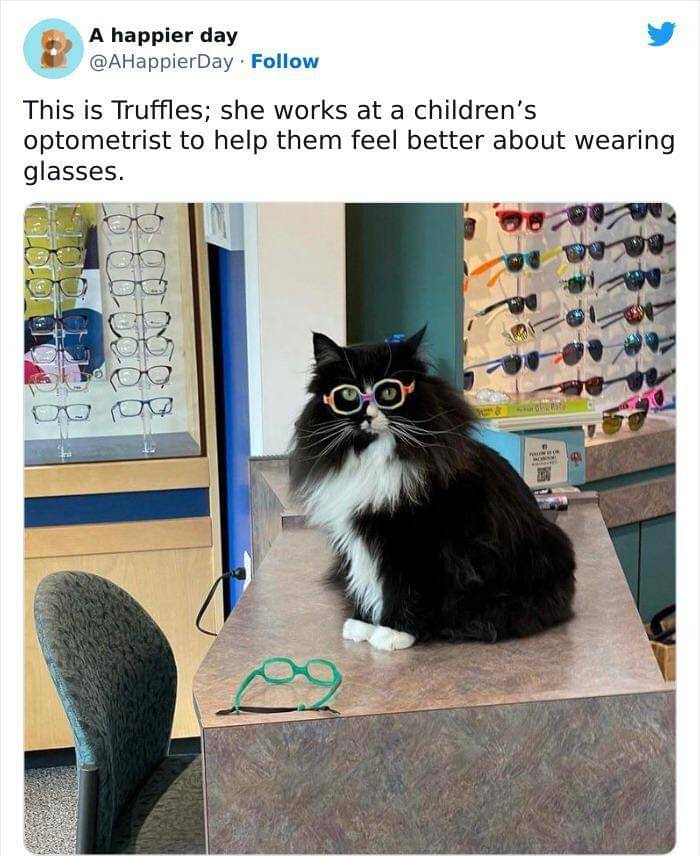 meme kucing tentang kacamata