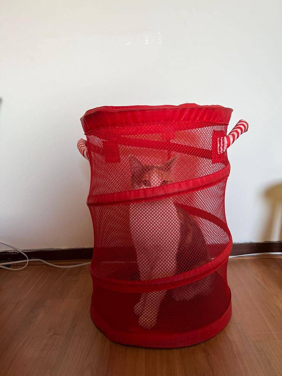 meme kucing sembunyi