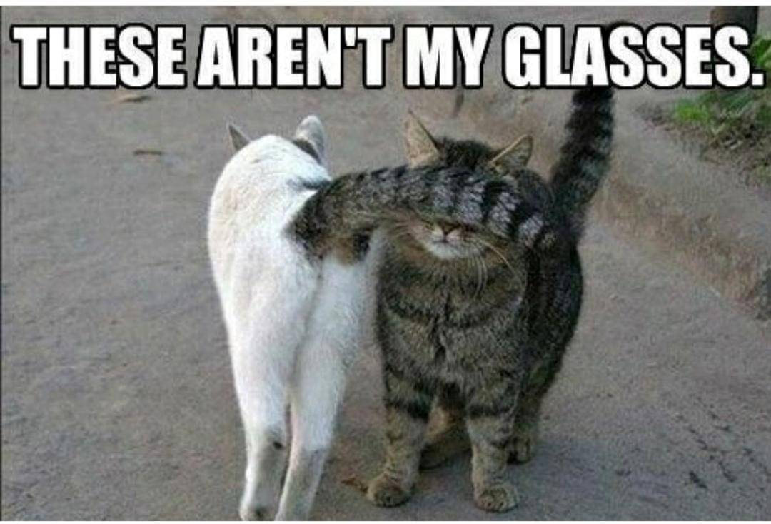 meme kucing tentang kacamata