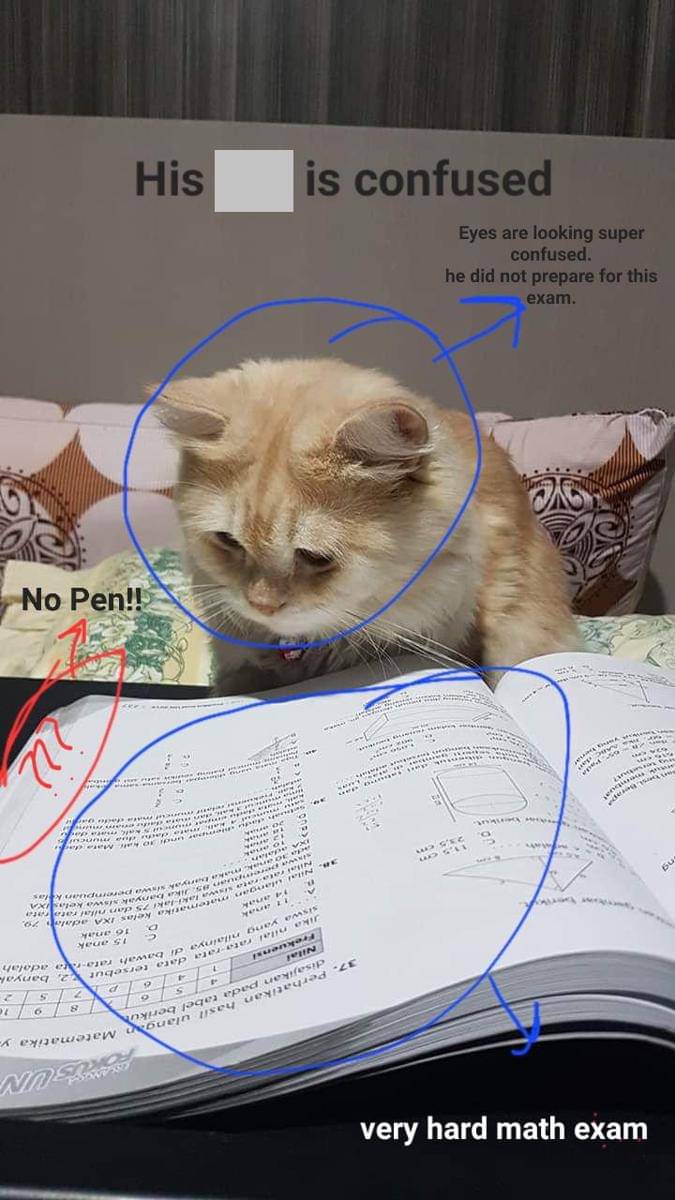 meme kucing tentang matematika