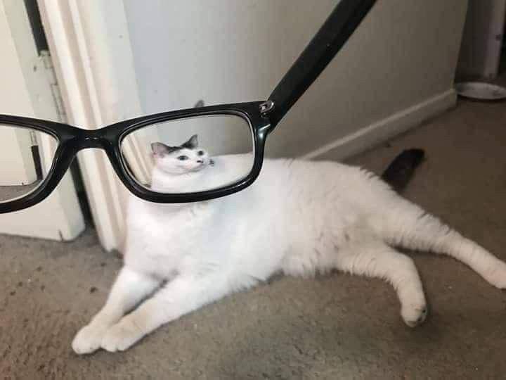 meme kucing tentang kacamata